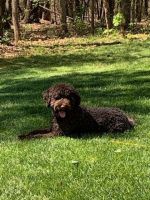 Portuguese Water Dog Puppies for sale in Morganton, NC 28655, USA. price: NA