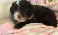 Portuguese Water Dog Puppies for sale in 33010 Dever Conner Rd NE, Albany, OR 97321, USA. price: NA