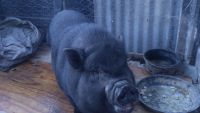 Pot Belly Pig Animals for sale in Lake Arthur, LA 70549, USA. price: NA
