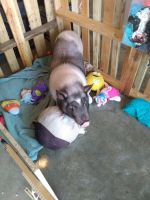 Pot Belly Pig Animals for sale in Murfreesboro, TN, USA. price: NA