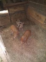 Pot Belly Pig Animals for sale in Murphy, NC 28906, USA. price: NA