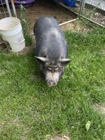 Pot Belly Pig Animals for sale in Butler, IN 46721, USA. price: NA