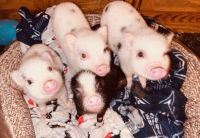 Pot Belly Pig Animals for sale in Keller, TX, USA. price: NA