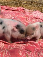 Pot Belly Pig Animals for sale in Macomb, MI 48042, USA. price: NA