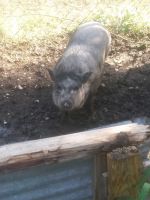 Pot Belly Pig Animals for sale in San Antonio, TX, USA. price: NA