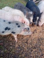 Pot Belly Pig Animals for sale in Lakeville, MI 48367, USA. price: NA