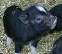 Pot Belly Pig Animals for sale in 2975 Plum Point Rd, Huntingtown, MD 20639, USA. price: NA