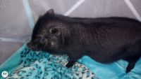 Pot Belly Pig Animals for sale in Porterville, CA 93257, USA. price: NA