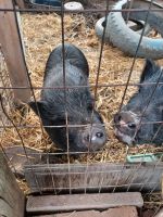 Pot Belly Pig Animals for sale in Nuevo, CA 92567, USA. price: NA