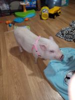 Pot Belly Pig Animals for sale in Piedmont, MO 63957, USA. price: NA