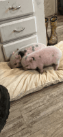 Pot Belly Pig Animals for sale in Coffee City, TX, USA. price: $450