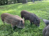 Pot Belly Pig Animals for sale in 332 SE Sunrise Dr, Mountain Home, ID 83647, USA. price: $25