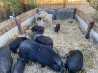 Pot Belly Pig Animals for sale in Pahrump, NV, USA. price: $10,000