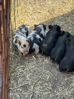 Pot Belly Pig Animals for sale in Waxahachie, TX, USA. price: $1