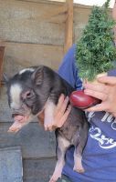 Pot Belly Pig Animals for sale in Snow Camp, North Carolina. price: $75