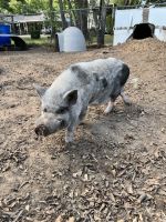 Pot Belly Pig Animals for sale in Burleson, Texas. price: NA