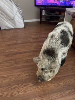 Pot Belly Pig Animals for sale in Danville, Kentucky. price: NA