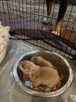 Prairie Dog Rodents for sale in 2057 Lonnon Rd, Barker, NY 14012, USA. price: NA