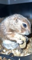Prairie Dog Rodents for sale in Ravenna, OH 44266, USA. price: NA