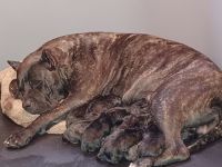 Presa Canario Puppies for sale in Spring Lake, NC, USA. price: NA
