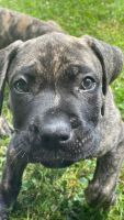 Presa Canario Puppies for sale in Douglasville, GA, USA. price: NA