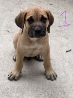 Presa Canario Puppies for sale in Park Forest, IL, USA. price: NA