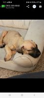 Presa Canario Puppies for sale in Washington, DC, USA. price: NA