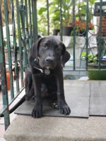 Presa Canario Puppies for sale in Philadelphia, PA, USA. price: NA