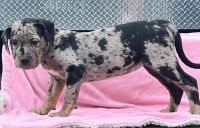 Presa Canario Puppies for sale in Stephenson, VA 22656, USA. price: NA