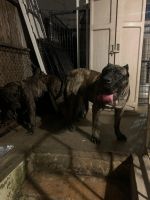 Presa Canario Puppies for sale in Hagerstown, MD, USA. price: NA