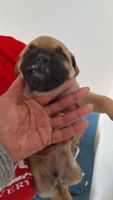 Presa Canario Puppies for sale in Little Rock, AR, USA. price: NA