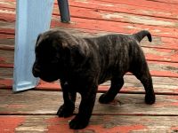 Presa Canario Puppies for sale in Charles Town, WV 25414, USA. price: $2,000