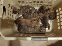 Presa Canario Puppies for sale in Belen, NM 87002, USA. price: $1,000