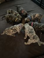 Presa Canario Puppies for sale in Boise, ID, USA. price: $1,500