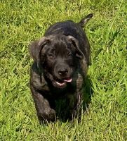 Presa Canario Puppies for sale in Richlands, NC 28574, USA. price: $1,500