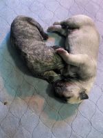 Presa Canario Puppies for sale in Edinburg, TX, USA. price: $1,500