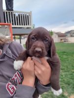 Pudelpointer Puppies for sale in Hooper, UT, USA. price: NA