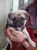 Pug Puppies for sale in Bikaner, Rajasthan, India. price: 11000 INR