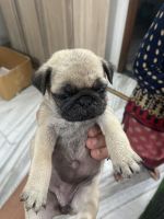 Pug Puppies for sale in Najibabad, Uttar Pradesh, India. price: 20000 INR