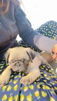 Pug Puppies for sale in Karnal, Haryana, India. price: 15000 INR