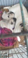 Pug Puppies for sale in Bandra West, Mumbai, Maharashtra, India. price: 20000 INR