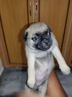 Pug Puppies for sale in Rambagh Colony, Hyderabad, Telangana, India. price: 8000 INR