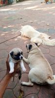 Pug Puppies for sale in Erumad, Gudalur - Sulthan Bathery Road, Kappala, Tamil Nadu 643205, India. price: 5000 INR
