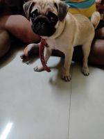 Pug Puppies for sale in Chennai, Tamil Nadu, India. price: 11000 INR