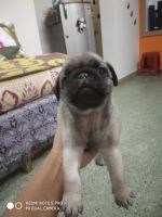 Pug Puppies for sale in Horamavu Agara, Horamavu, Bengaluru, Karnataka, India. price: 15000 INR