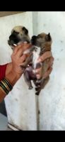 Pug Puppies for sale in Naigaon Station Rd, Rose Nagar, Naigaon West, Vasai-Virar, Maharashtra, India. price: 15 INR