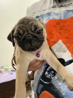 Pug Puppies for sale in Pune, Maharashtra, India. price: 17000 INR