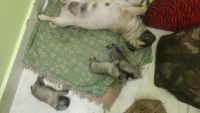 Pug Puppies for sale in Valliyur, Tamil Nadu 627117, India. price: 15000 INR