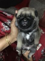 Pug Puppies for sale in Guruvayur, Kerala, India. price: 15000 INR