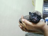 Pug Puppies for sale in Kanjikode, Kerala, India. price: 17000 INR